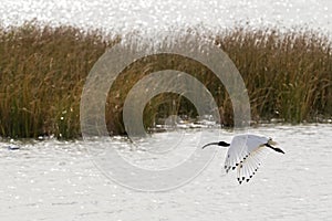 Australian White Ibis with white plumage and black head hovering