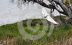 Australian White Ibis Wingspan Display