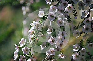 Australian white Leptospermum Cherish tea tree flowers