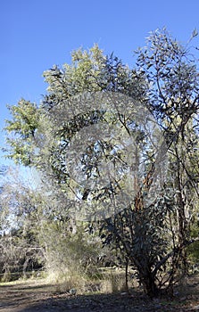 Australian White Mallee Eucalypt photo