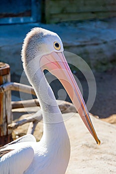 Australian white pelican