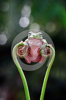 Australian white tree frog on leaves, dumpy frog on branch, animal closeup, amphibian closeup photo