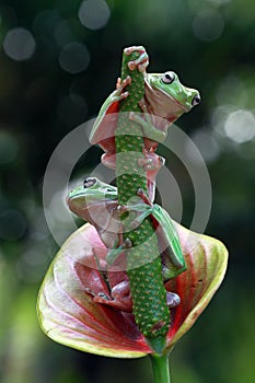 Australian white tree frog on leaves, dumpy frog on branch, animal closeup, amphibian closeup