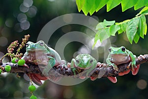 Australian white tree frog on leaves, dumpy frog on branch, animal closeup, amphibian closeup