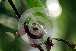 Australian white tree frog sitting on branch, dumpy frog on branch, Tree frogs shelter under leaves