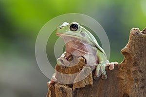 Australian white tree frog sitting on branch, dumpy frog on branch, Tree frogs shelter under leaves