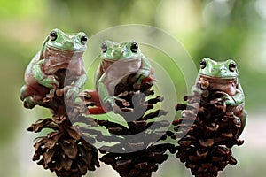 Australian white tree frog sitting on branch, dumpy frog on branch, Tree frogs shelter under leaves