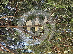 Australian white yellow crested parrot cockatoo in a pine conifer tree