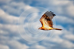 Australian wide tail eagle