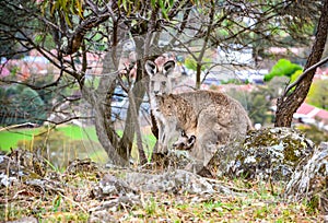 Australian wild female Kangaroo and her joey in her pouch