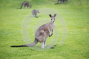 Australian Wild Juvenile eastern grey kangaroo mob