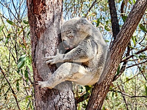 An Australian wild Koala bear sleeping in eucalyptus or gum tree. Magnetic Island, Australia.