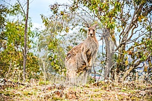 Australian wild Male Kangaroo in nature