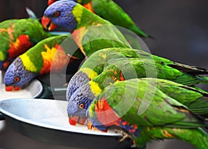 Australian wild Rainbow Lorikeets drinking fruit nectar at Currumbin Sanctuary