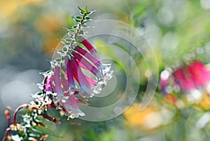 Australian wildflower background of back lit pink, red and white bell-shaped flowers of the Australian Fuchsia Heath, Epacris long