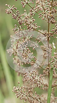 Australian wildflower flora of Lomandra multiflora Matrush photo