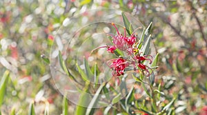 Australian wildflower Grevillea splendour