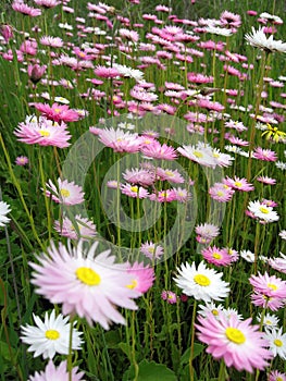 Australian Wildflowers