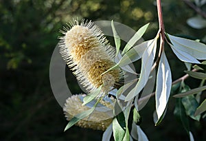 Australian wildflowers and popular garden plant Banksia (lat.- Banksia