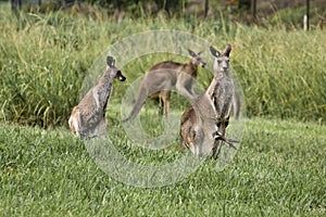 Australian wildlife - A family turnout - Joey in pouch