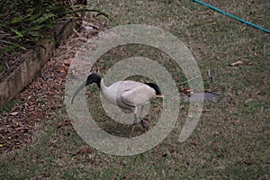 Australian Wildlife Series - Australian White Ibis - Sacred Ibis - Bin Chicken - Threskiornis moluccus