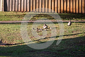 Australian Wildlife Series - Australian Wood Duck - Pair of ducks with ducklings