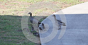 Australian Wildlife Series - Australian Wood Duck - Pair of ducks with ducklings