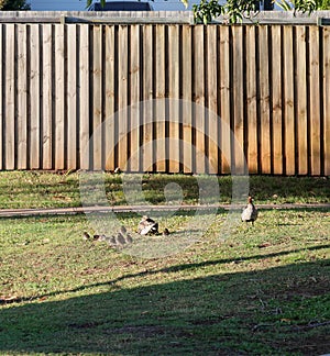 Australian Wildlife Series - Australian Wood Duck - Pair of ducks with ducklings