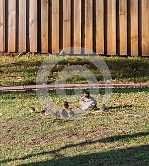 Australian Wildlife Series - Australian Wood Duck - Pair of ducks with ducklings