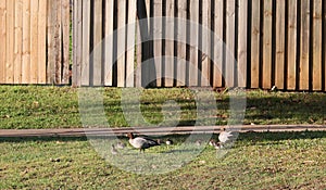 Australian Wildlife Series - Australian Wood Duck - Pair of ducks with ducklings