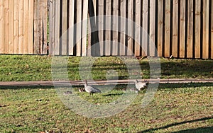 Australian Wildlife Series - Australian Wood Duck - Pair of ducks with ducklings