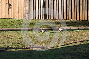 Australian Wildlife Series - Australian Wood Duck - Pair of ducks with ducklings