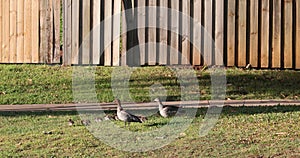 Australian Wildlife Series - Australian Wood Duck - Pair of ducks with ducklings