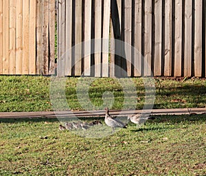 Australian Wildlife Series - Australian Wood Duck - Pair of ducks with ducklings