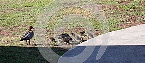 Australian Wildlife Series - Australian Wood Duck - Pair of ducks with ducklings