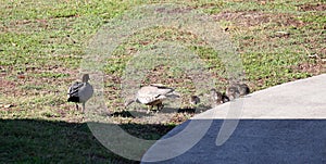 Australian Wildlife Series - Australian Wood Duck - Pair of ducks with ducklings