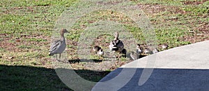 Australian Wildlife Series - Australian Wood Duck - Pair of ducks with ducklings