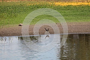 Australian Wildlife Series - Black-tailed nativehen (Tribonyx ventralis)