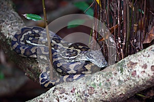 Australian Wildlife Series - Carpet python snake in Maleny Queensland - Morelia spilota photo