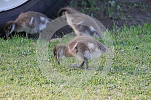 Australian Wildlife Series - Duckling - Australian Wood Duck - Chenonetta jubata