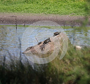 Australian Wildlife Series - Eastern Snake-necked Turtle - Chelodina longicollis