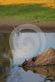 Australian Wildlife Series - Eastern Snake-necked Turtle - Chelodina longicollis