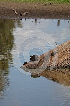 Australian Wildlife Series - Eastern Snake-necked Turtle - Chelodina longicollis