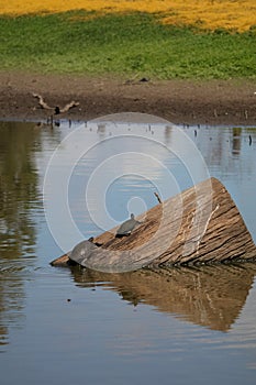 Australian Wildlife Series - Eastern Snake-necked Turtle - Chelodina longicollis