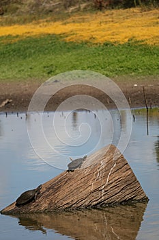 Australian Wildlife Series - Eastern Snake-necked Turtle - Chelodina longicollis