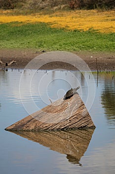 Australian Wildlife Series - Eastern Snake-necked Turtle - Chelodina longicollis