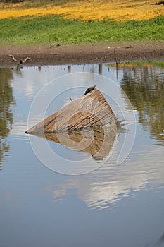 Australian Wildlife Series - Eastern Snake-necked Turtle - Chelodina longicollis