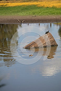 Australian Wildlife Series - Eastern Snake-necked Turtle - Chelodina longicollis