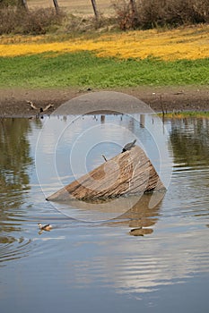 Australian Wildlife Series - Eastern Snake-necked Turtle - Chelodina longicollis