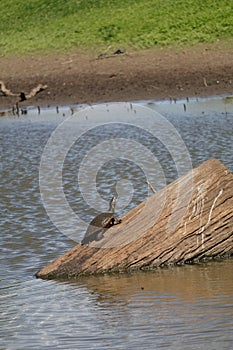 Australian Wildlife Series - Eastern Snake-necked Turtle - Chelodina longicollis